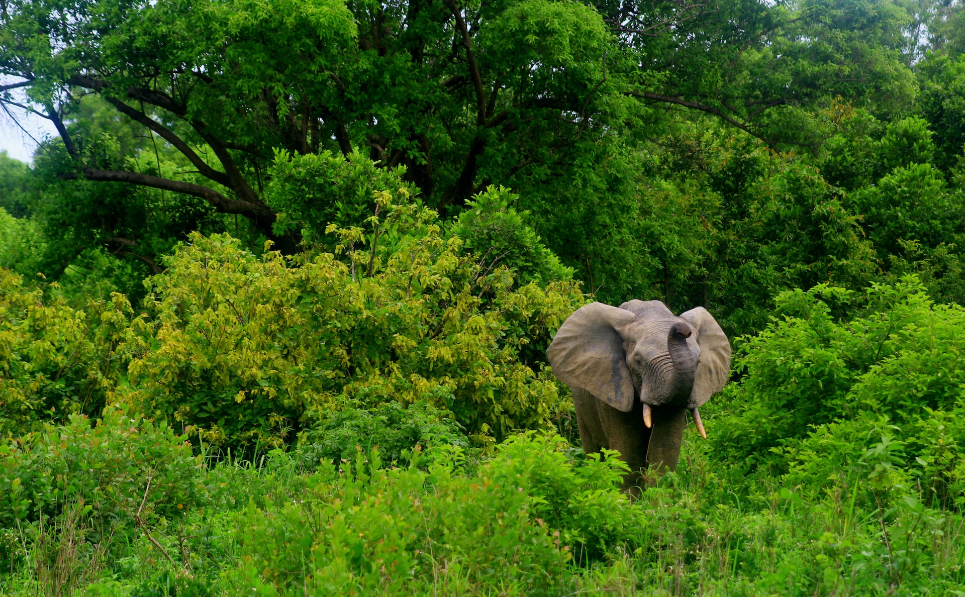 Forest with elephant in Northern Region