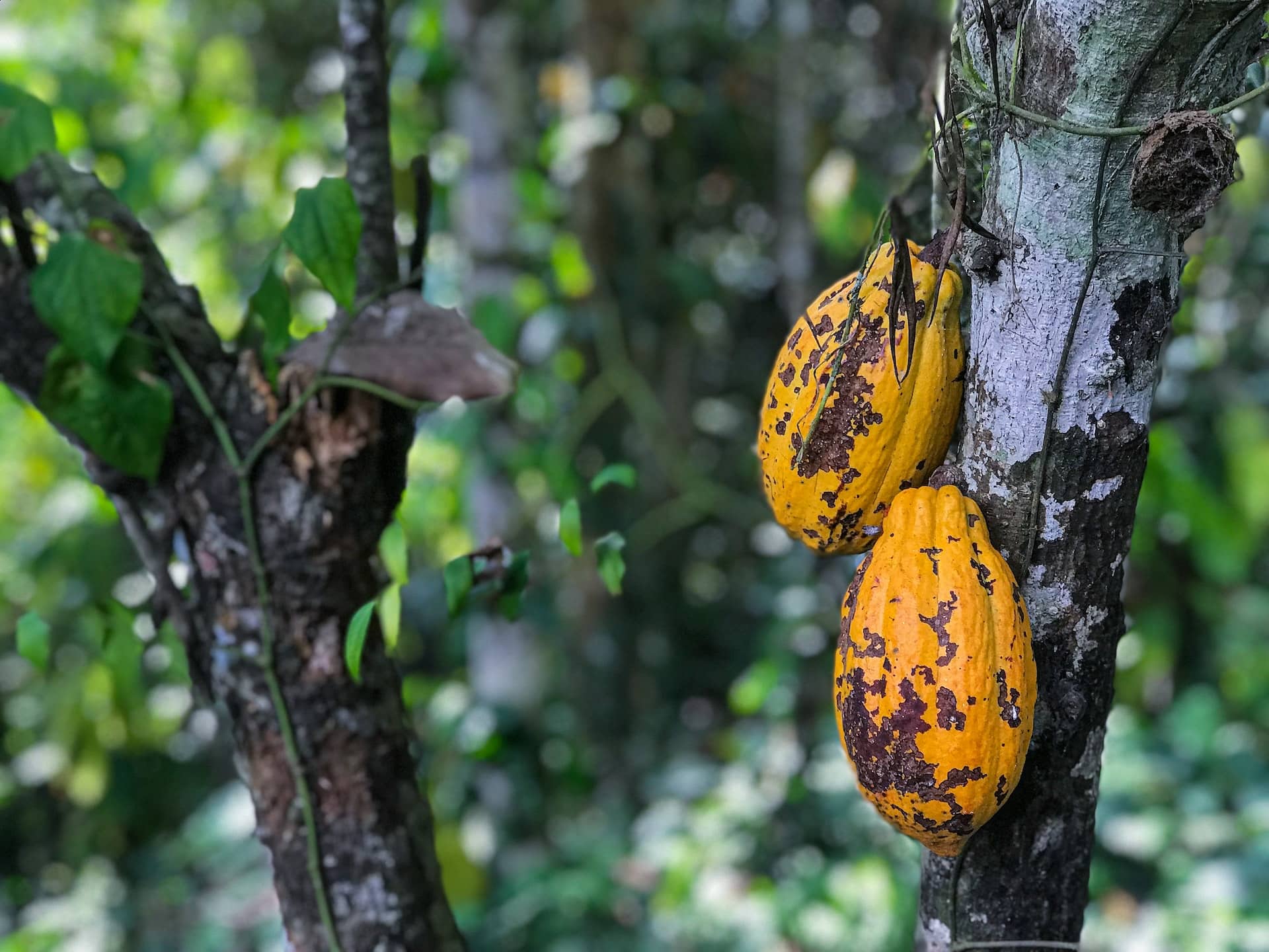 Cocoa pods